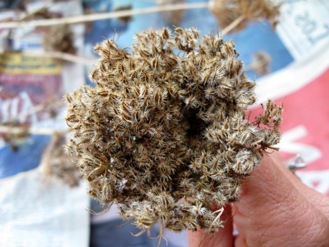 เมล็ดแครอท