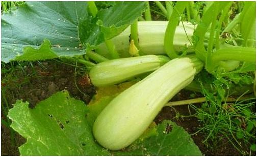 บวบกริโบฟสกี้