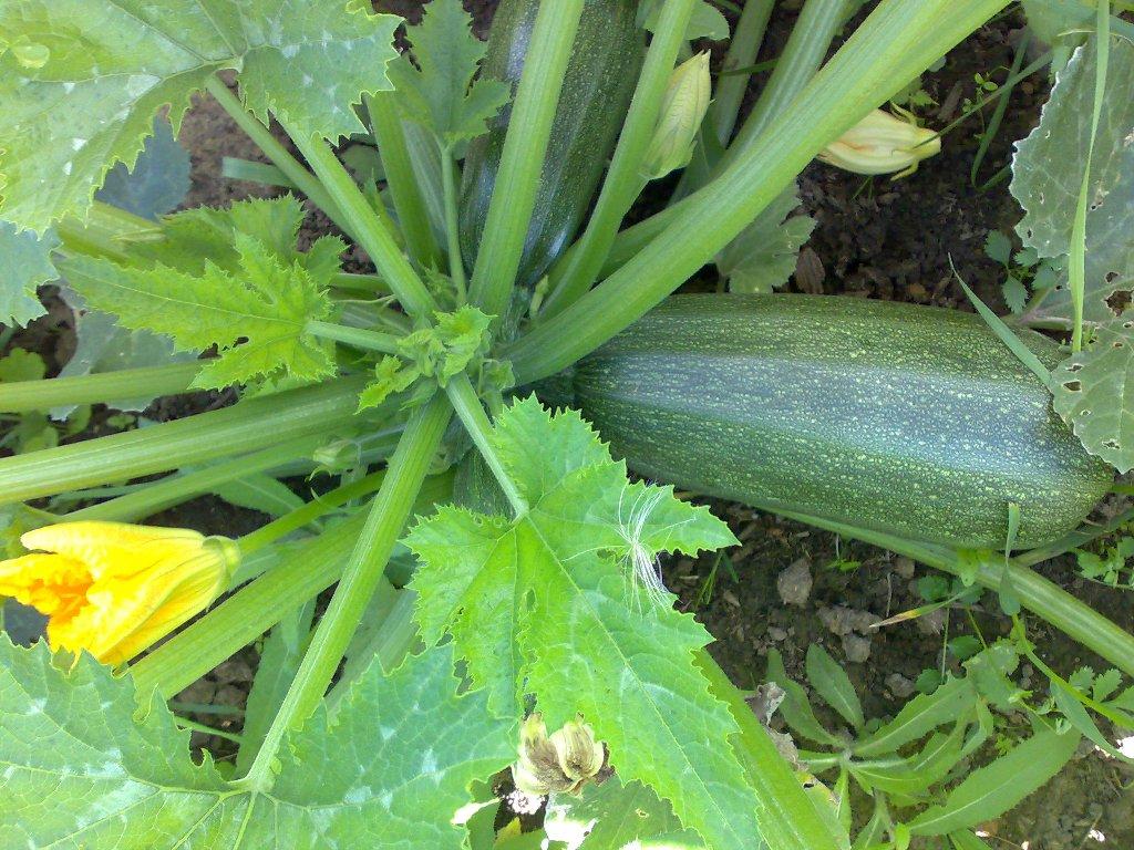 บวบซึเคชะ