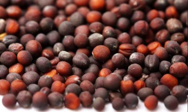 เมล็ดกะหล่ำปลี