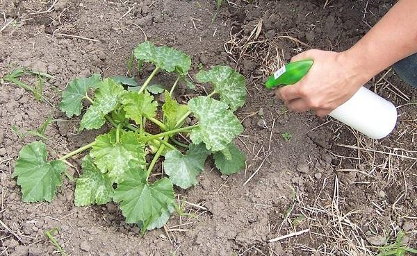 โรคราแป้งในบวบ