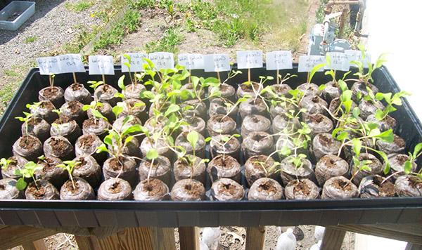 ต้นกล้ากะหล่ำปลี