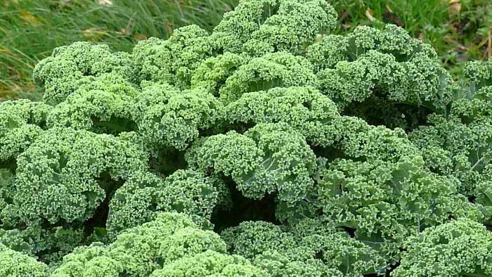 แคระเขียวขด