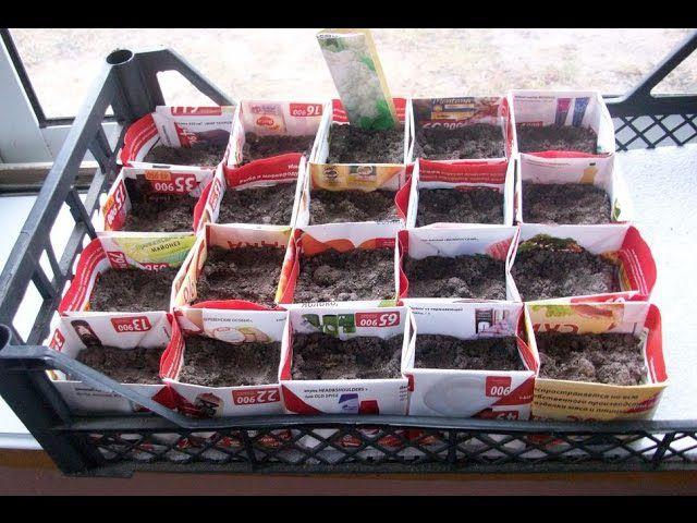 การปลูกบร็อคโคลี่