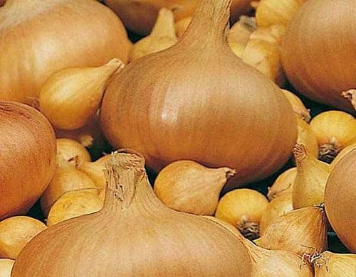 เรดาร์หัวหอม