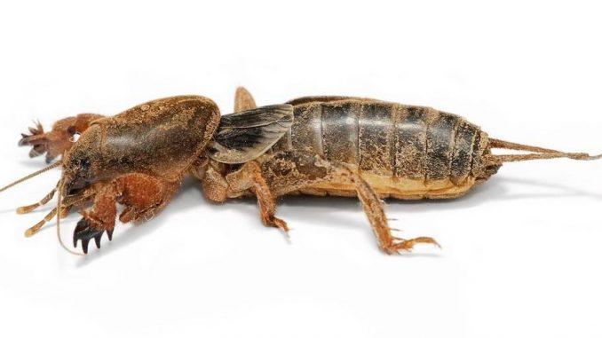 ต้นฟิซาลิส