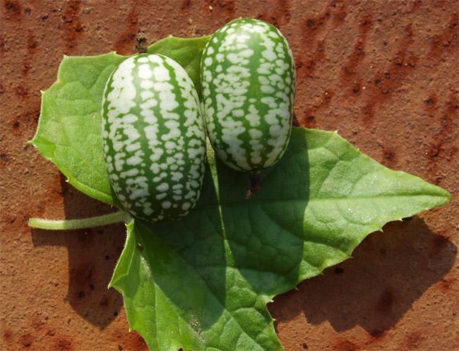 แตงกวาแอฟริกัน