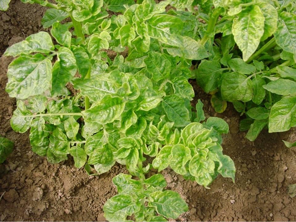 boucle de pomme de terre