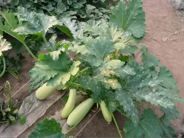 บวบคาวิลี