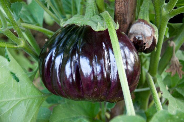 หัวใจวัวกระทิง