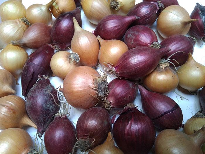 การปลูกหัวหอม