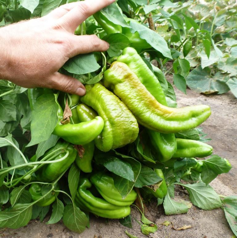 งวงช้าง