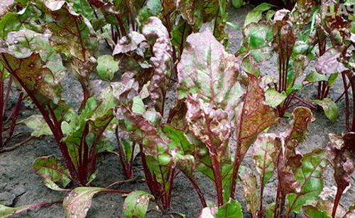 ใบบีทรูทเป็นโรค