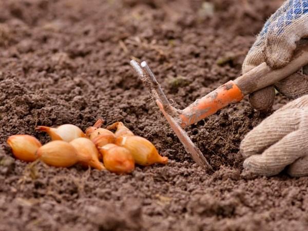 การปลูกหัวหอม