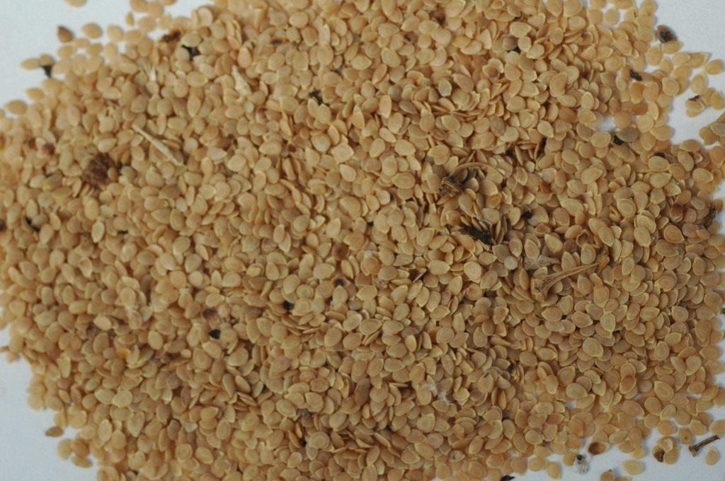 เมล็ดมันฝรั่ง