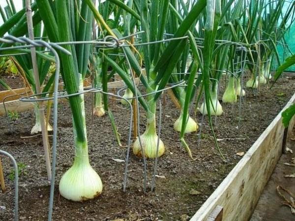 การปลูกหัวหอม