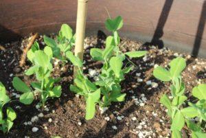 วิธีปลูกถั่วในโรงเรือนและพื้นที่โล่งอย่างถูกต้อง