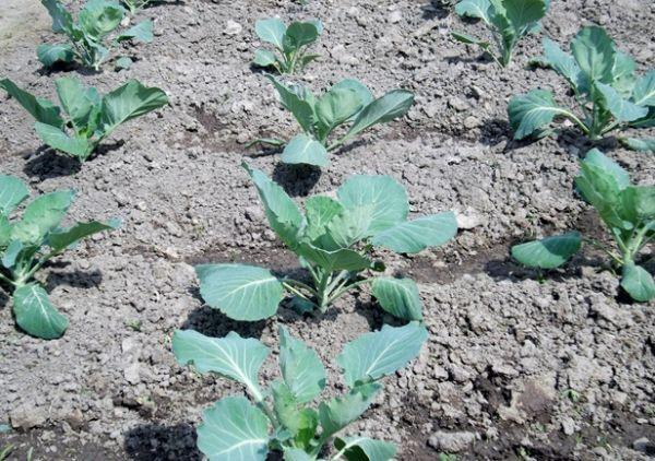 การปลูกกะหล่ำปลี