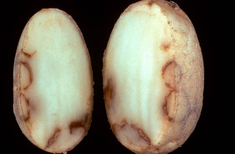 Nécrose des tubercules de pomme de terre