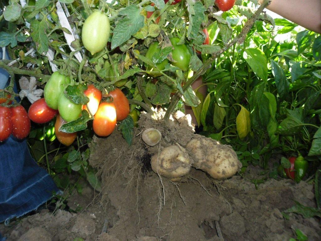 faire pousser des plants de tomates