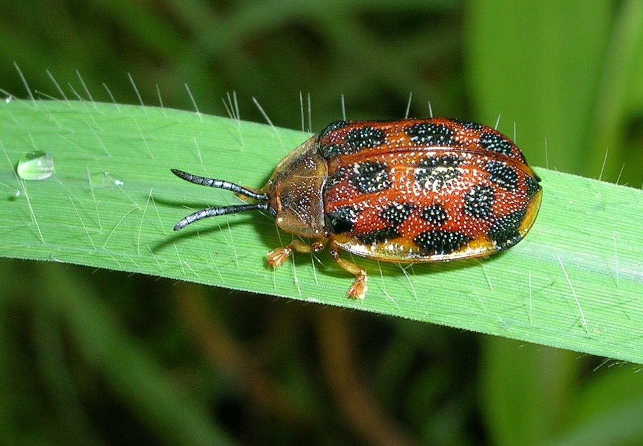 มอดหัวบีท