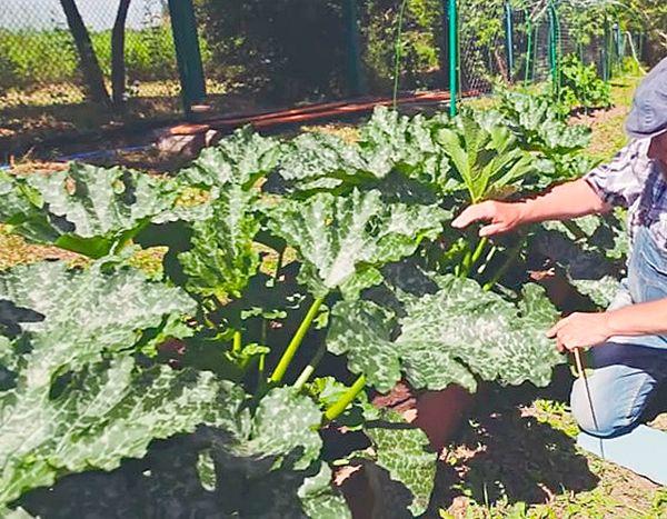 บวบคาวิลี