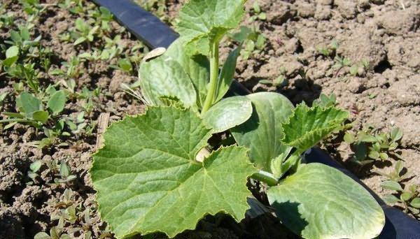 การปลูกบวบ