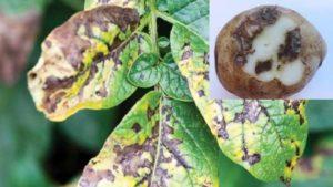 คำอธิบายและสาเหตุของโรคใบไหม้ Alternaria ในมันฝรั่ง มาตรการควบคุมและวิธีการรักษา