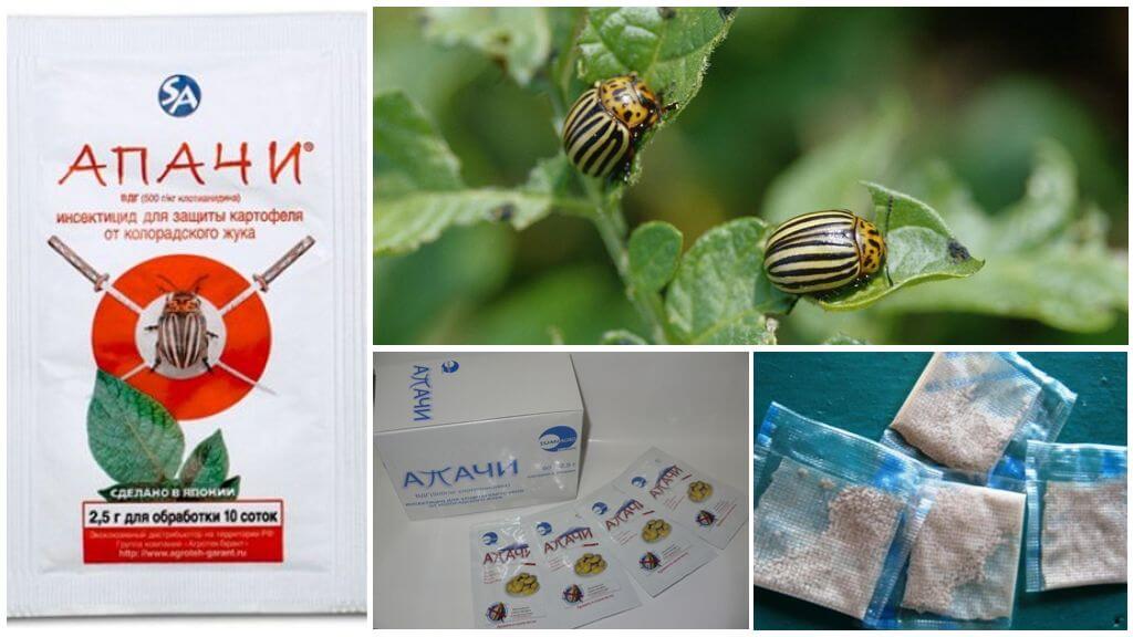 Apaches du doryphore de la pomme de terre