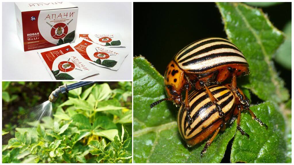Apaches du doryphore de la pomme de terre