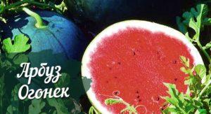 ลักษณะและคำอธิบายของแตงโมพันธุ์โอโกโนย็อก การปลูกในพื้นที่โล่ง