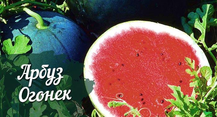 แตงโมประกาย