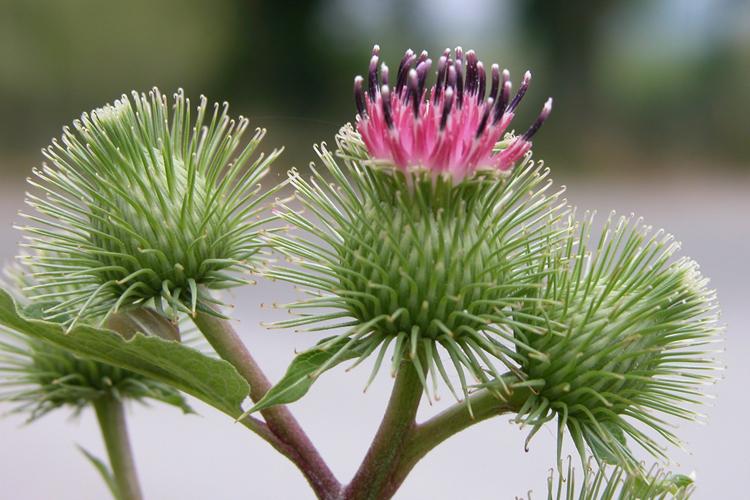 การแช่หญ้าเจ้าชู้และกระเทียม