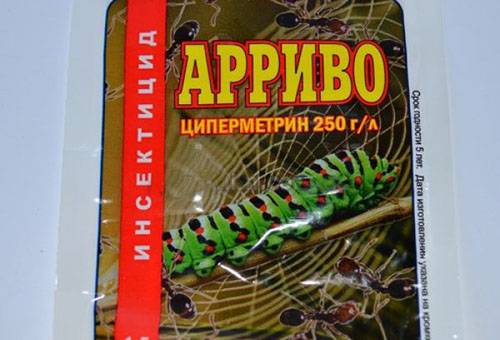 พรีราต อาร์ริโว