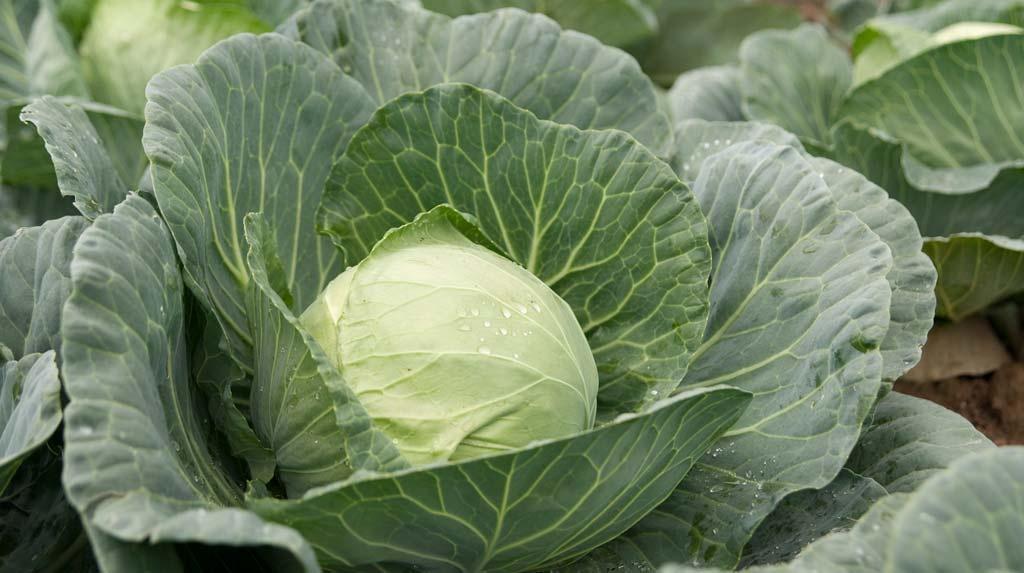 หัวกะหล่ำปลี