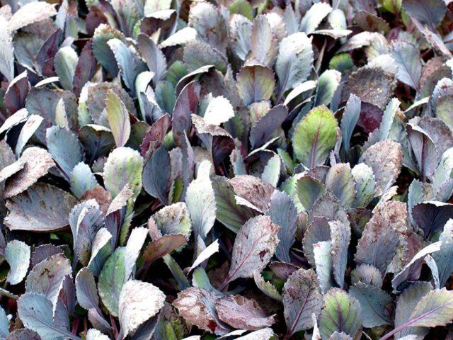 ต้นกล้ากะหล่ำปลี