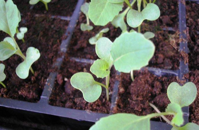 ดอกกะหล่ำ