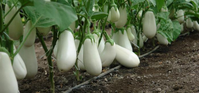 aubergine blanche Bibo F1