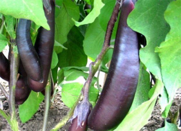 มะเขือม่วง โลลิต้า F1