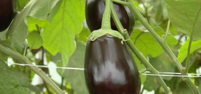 aubergine clorinda