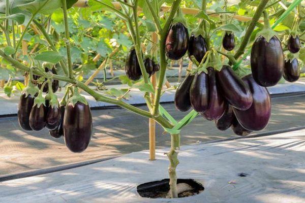aubergine clorinda