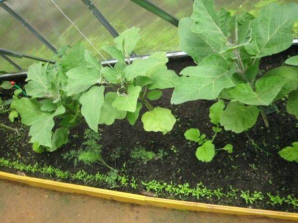 pousses d'aubergines