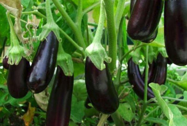 cultiver des aubergines