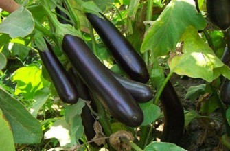 มะเขือยาวผลยาว