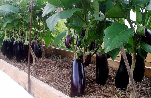 paillage des aubergines