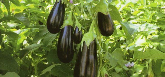 épopée d'aubergines