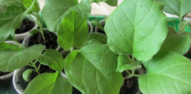 plants d'aubergines