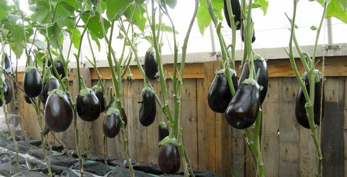 มะเขือม่วงแบล็คบิวตี้