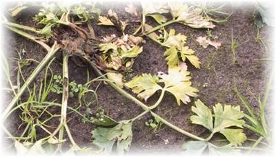 ใบแครอทกำลังเปลี่ยนเป็นสีเหลือง