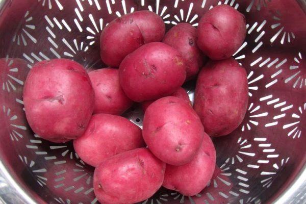 มันฝรั่งจำนวนมาก